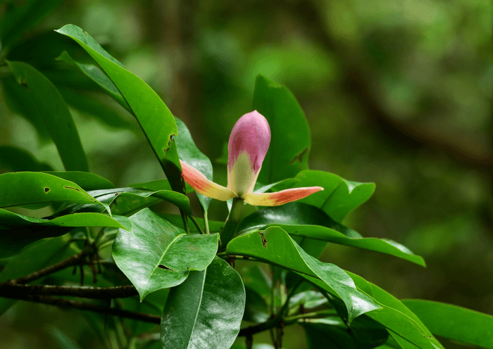 Conservation efforts must cross borders to save endangered species