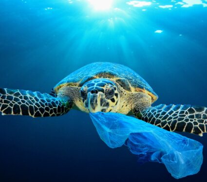 Sea-turtles-3.jpg
