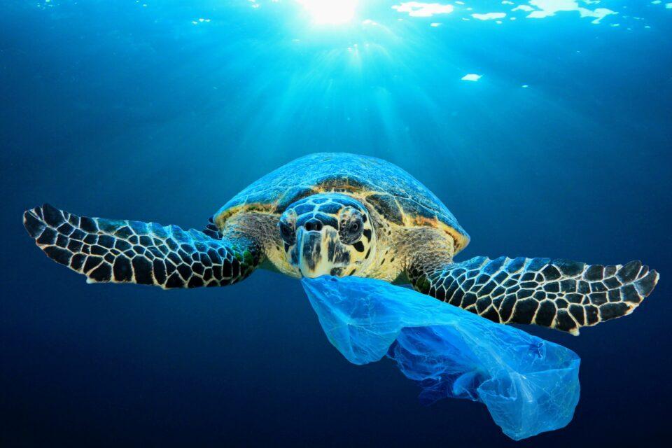 Sea turtles are now ingesting disposable face masks