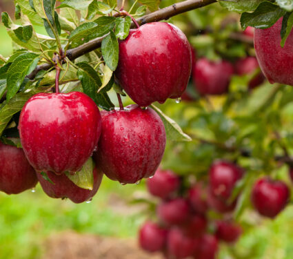 Autumn,Day.,Rural,Garden.,In,The,Frame,Ripe,Red,Apples