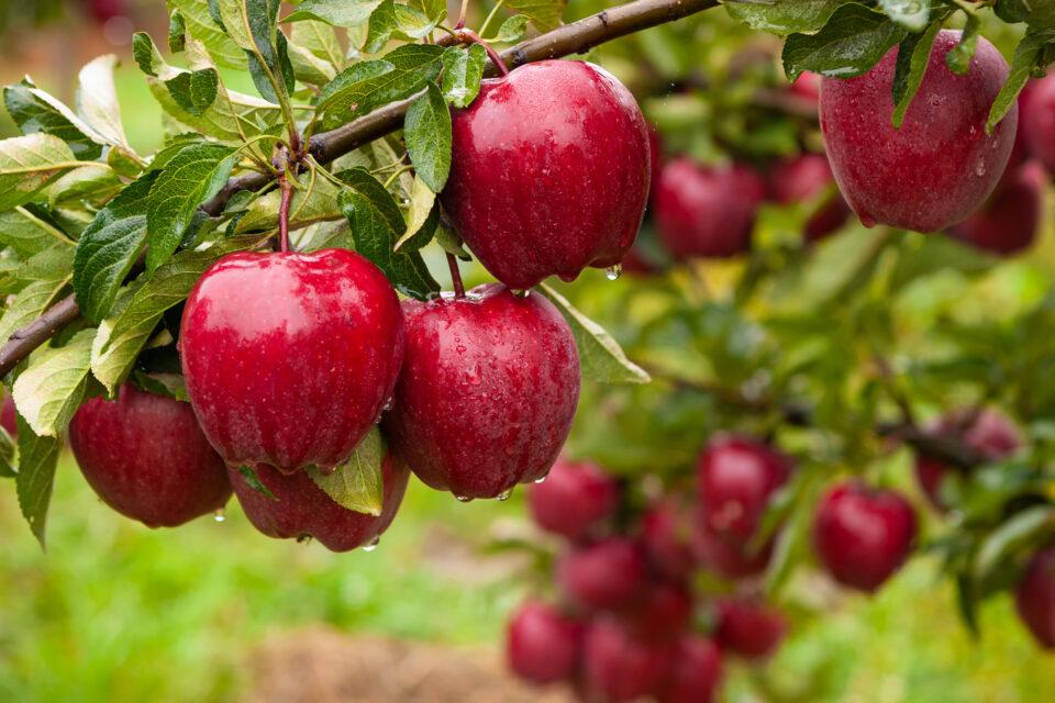 Modern apples are bigger and less acidic than their ancestors