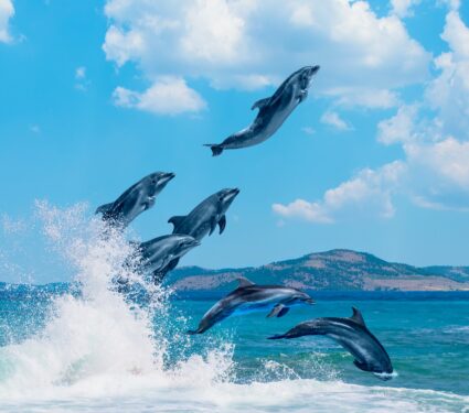 Dolphins-3.jpg