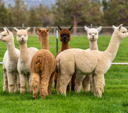 Alpacas,On,A,Ranch,On,A,Farm,In,A,Field