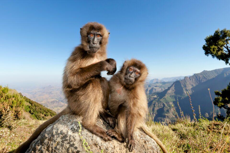Gelada monkeys hold secrets of high altitude adaptation