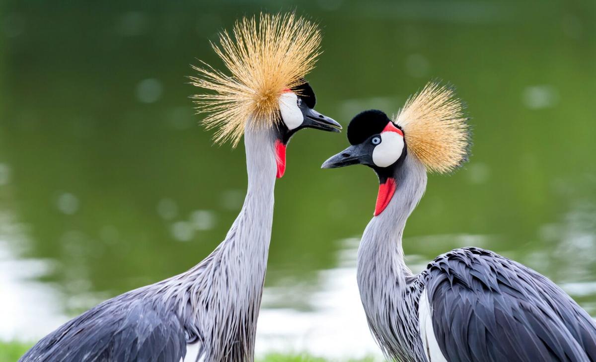 Wild birds do not carry antibiotic-resistant Salmonella