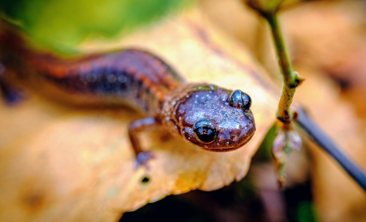 Red-backed salamanders will struggle to adapt to climate warming