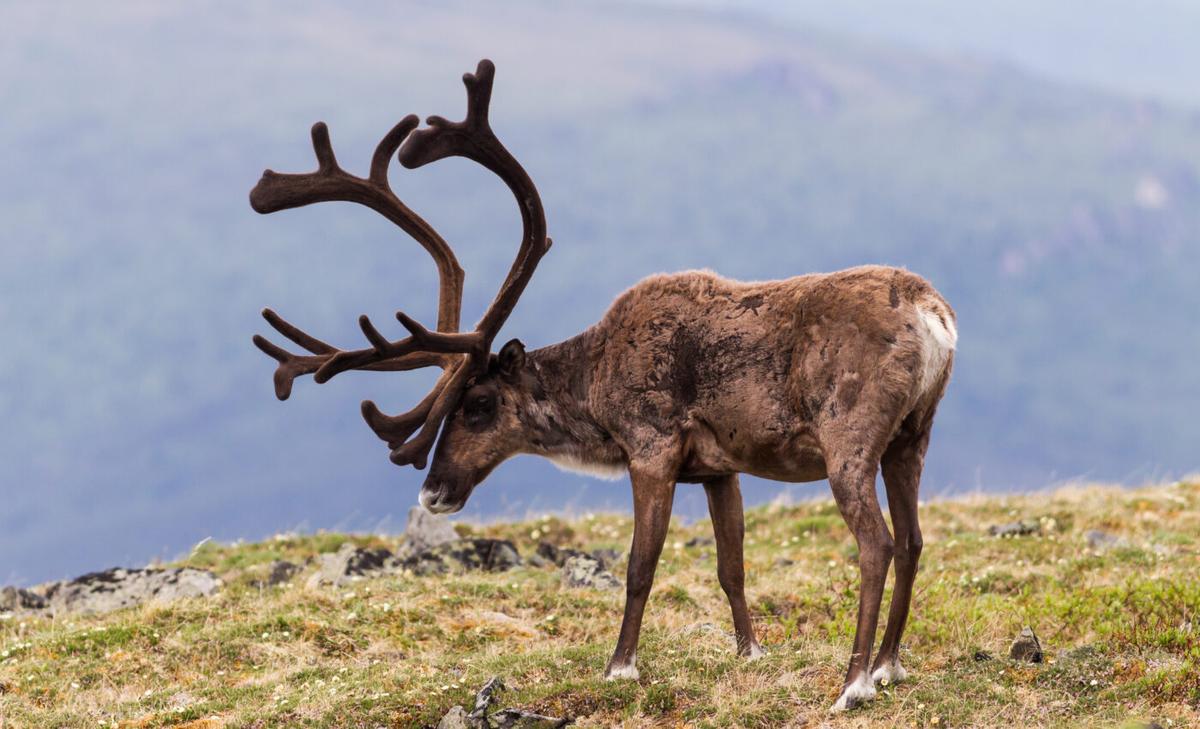 Caribou rebound thanks to efforts of Indigenous Peoples