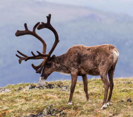 Bull,Caribou,On,Alpine,Tundra,In,The,Yukon,,Canada