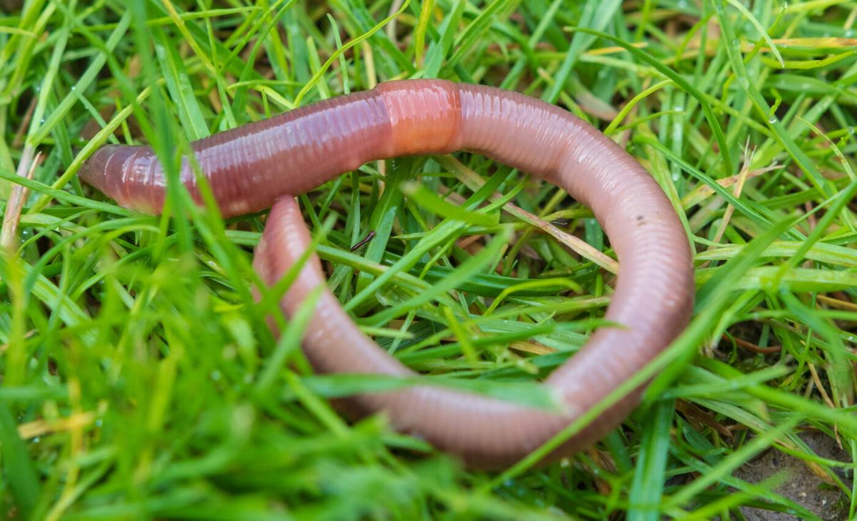 European earthworms hurt biodiversity in North America