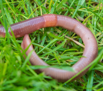 Earthworm,In,Garden,In,Grass