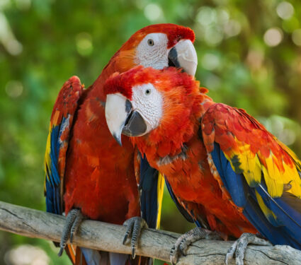 Portrait,Of,Two,Scarlet,Macaws,Perched,On,A,Tree,Branch