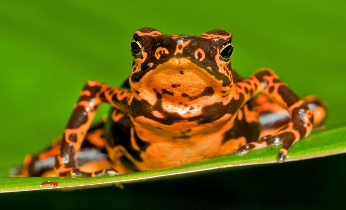 Conservation groups challenge mining that threatens an Ecuadorian toad