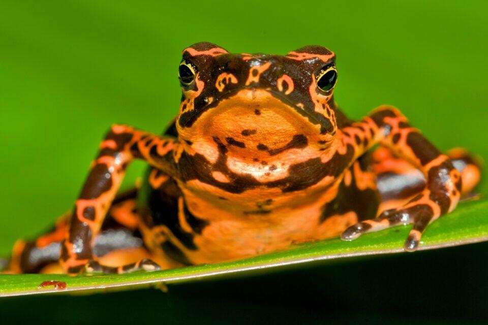 Conservation groups challenge mining that threatens an Ecuadorian toad