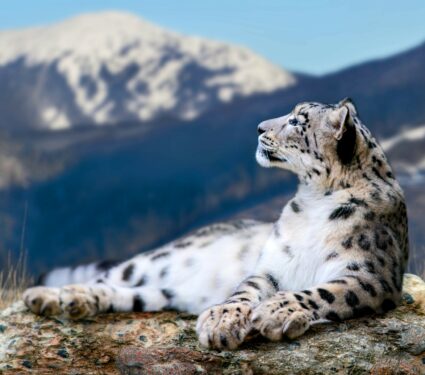 Snow-leopards.jpg