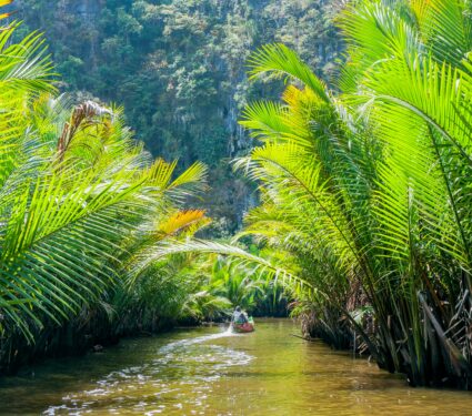Tropical-tree.jpg