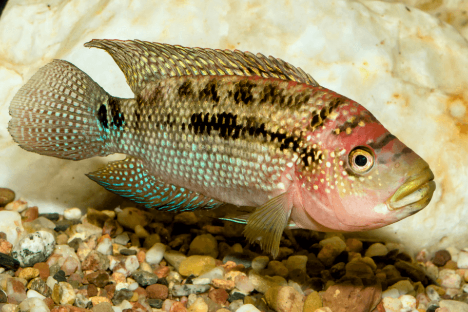 Fish are able to perform simple mathematics