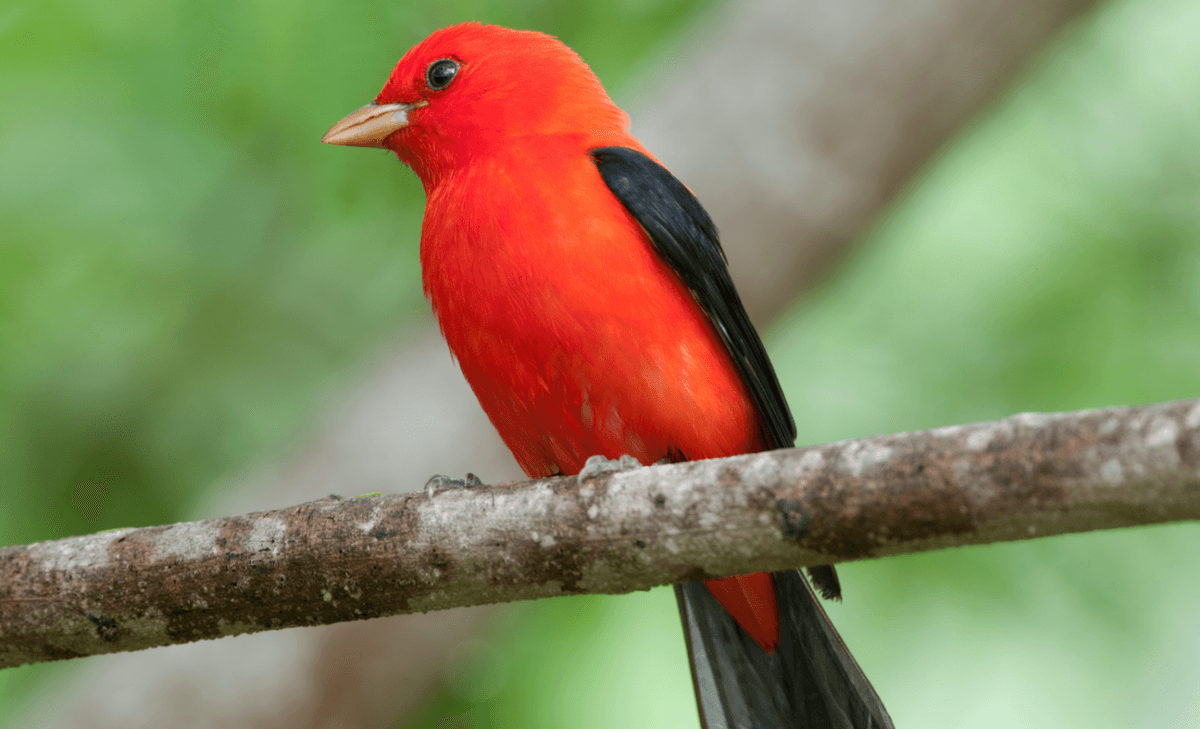 Light pollution is a growing issue for migratory birds
