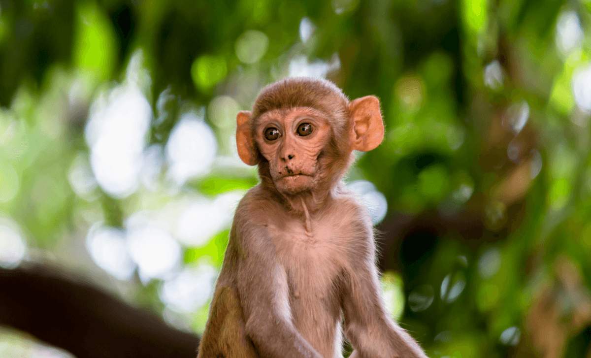 Wildfire smoke exposure changes behavior of infant monkeys