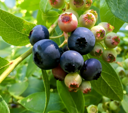 2022/04/Blueberries.png