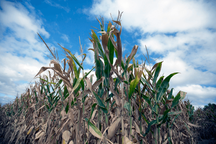 Flash droughts are coming on faster due to climate change