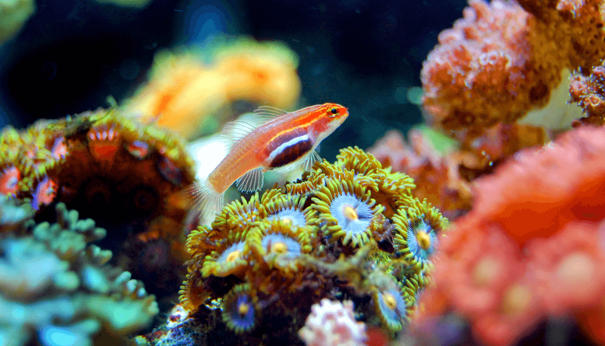 Coral reefs must strike a delicate balance in order to function