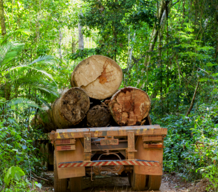 2022/04/Deforestation.png