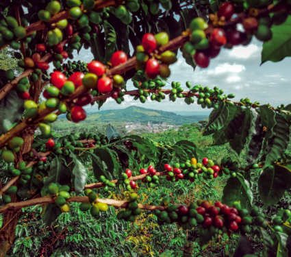 2022/04/Coffee-production.png