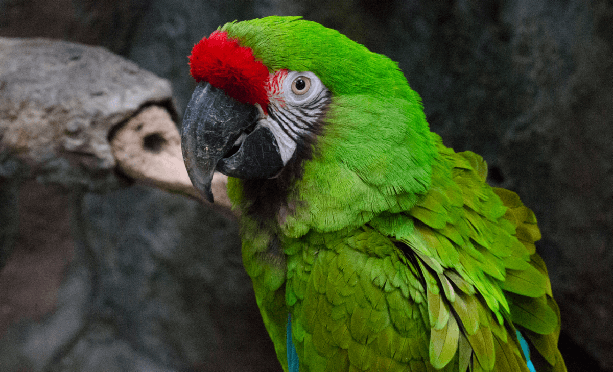 Bird populations are declining in the Neotropics