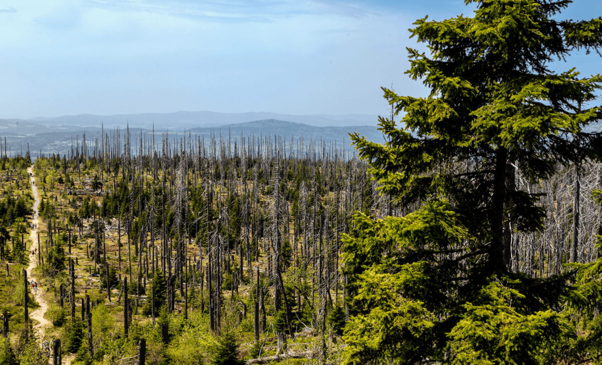 Hotter, drier, deadlier: how much can forests tolerate?