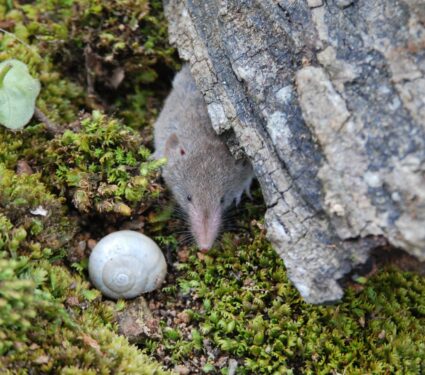 Crocidura-russula_AnaCerveira_12.jpeg
