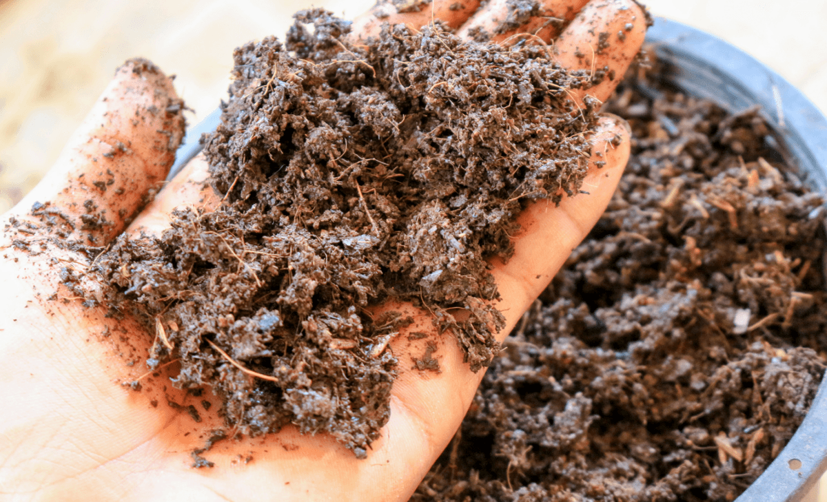 Smell of wet soil signals danger to bacteria-eating worms