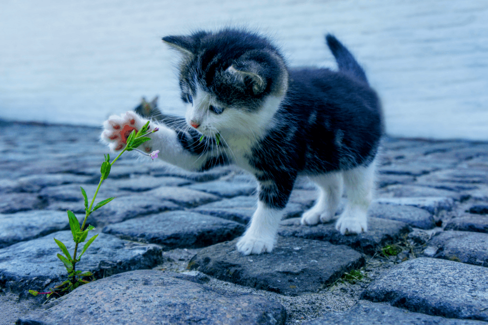 How can we control the growing issue of stray cats?