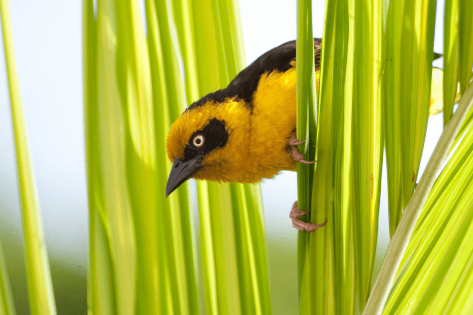 Diets of weaver birds are influenced by their social lives