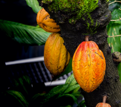 2022/04/Cacao-tree.png