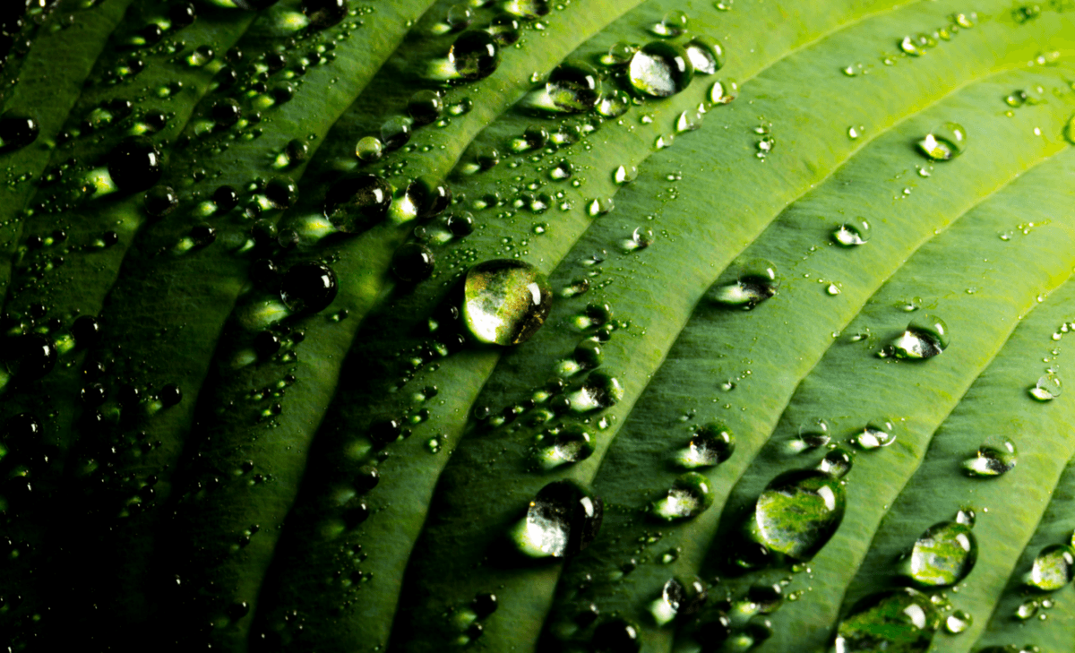 Plants activate immune defenses against pathogens in rain