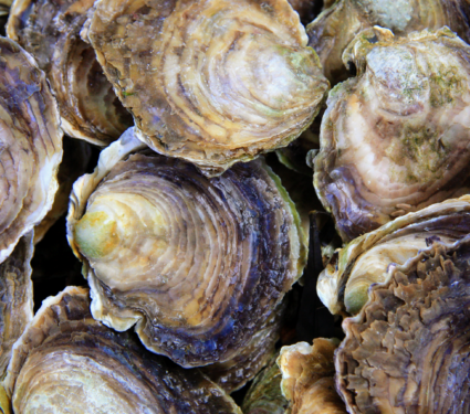 2022/04/Oyster.png