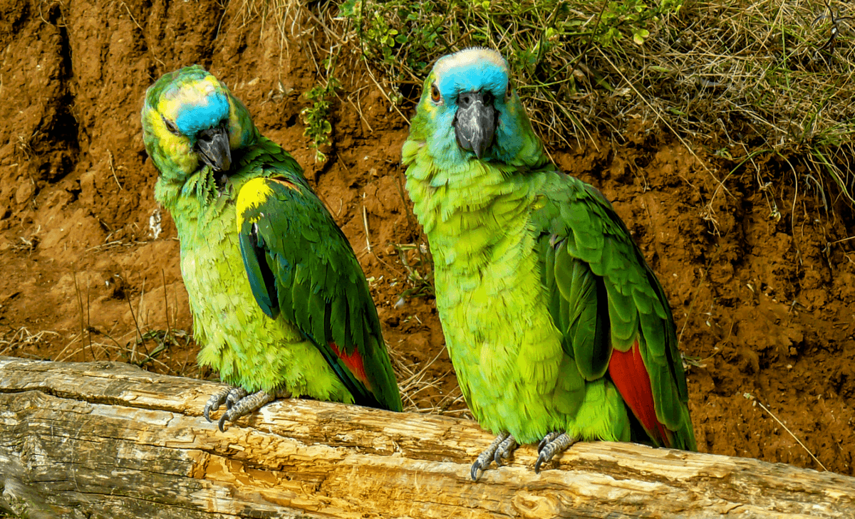 Dynamic rivers helped the Amazon become rich in bird species