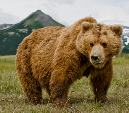 2022/04/Brown-bears.png