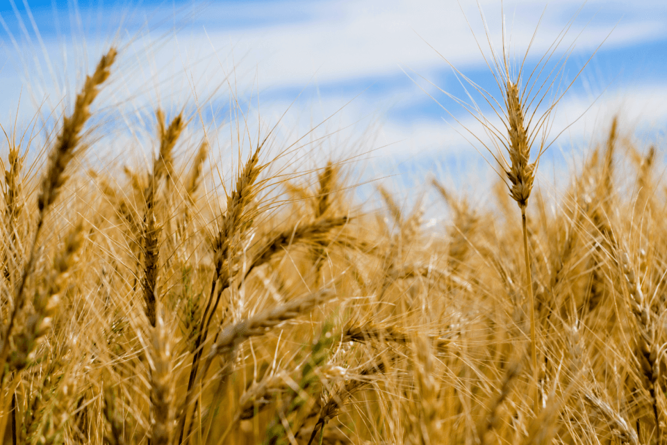 A shift to farming may have influenced our ancestors’ height