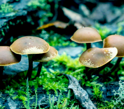 2022/04/Psilocybin.png