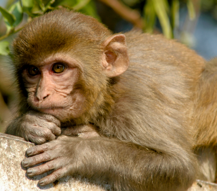 2022/04/Rhesus-monkey.png