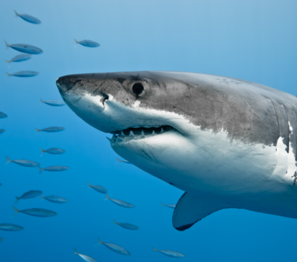 2022/04/Shark.png