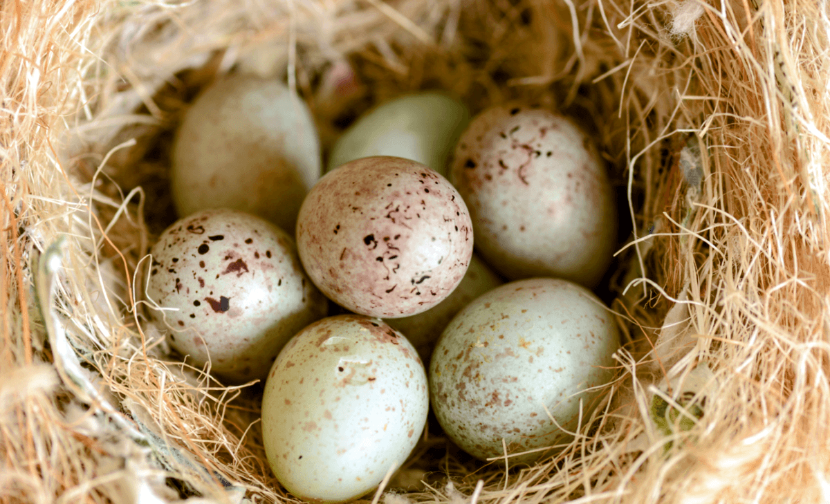 Scientists solve the egg forging mystery