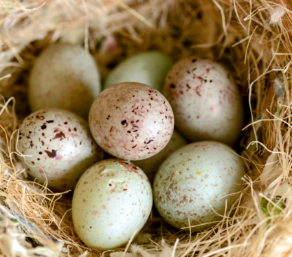 2022/04/Bird-eggs.png