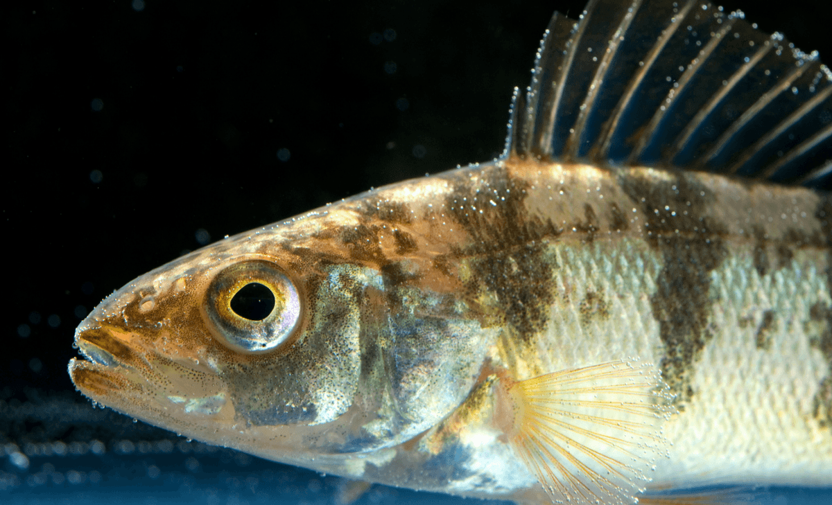 Yellow perch can eject microplastics, but it comes at a cost