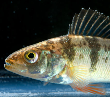 2022/04/Yellow-perch.png