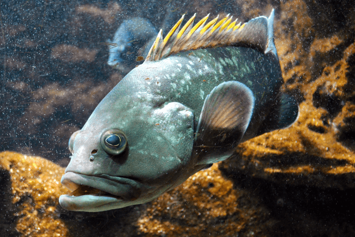 Climate change restructures marine food webs in unexpected ways