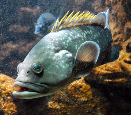 2022/04/Predatory-fish.png