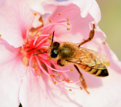 2022/04/Pollinators.png