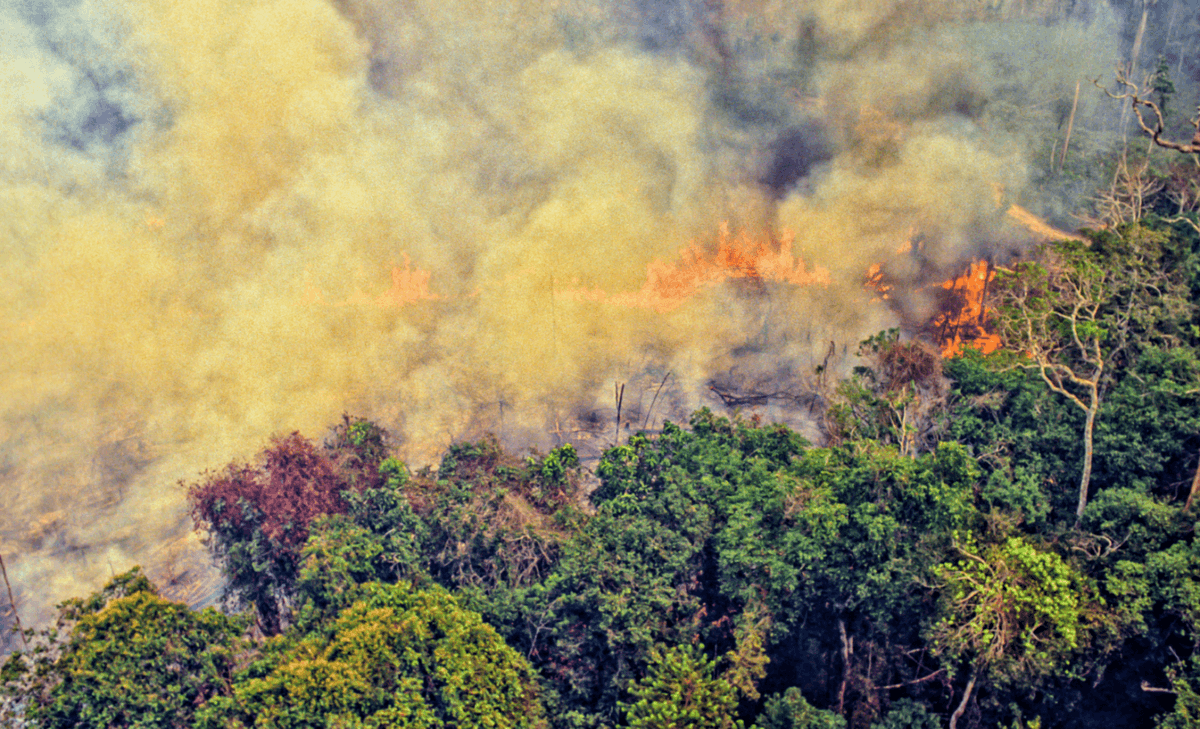 Deforestation in the Amazon hits a new record